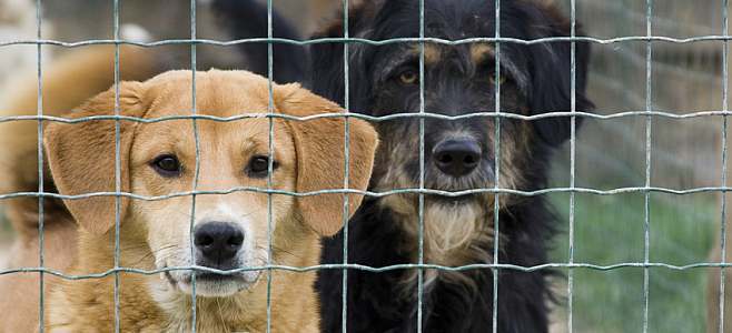 Refuge et droit de vivre en refuge